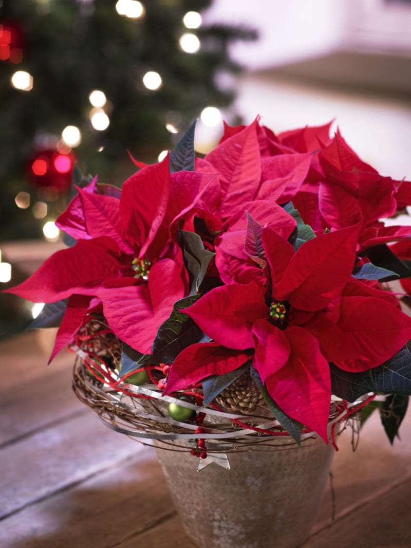 Správný výběr a správná péče zajistí, že vaše vánoční hvězda vydrží dlouhou dobu krásná.  Jen u kvalitních rostlin, o které dobře pečoval i prodejce, totiž můžete očekávat, že budou dlouho dělat radost. 