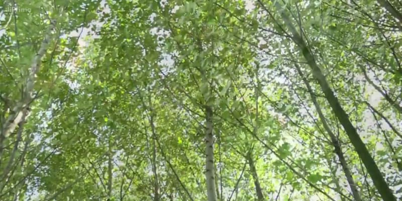 V sadě nedaleko Přerova někdo navrtal a otrávil přes 80 stromů 2