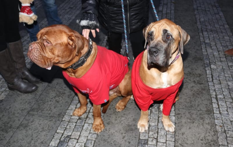 V Rumunsku by takové psy na ulici umlátili