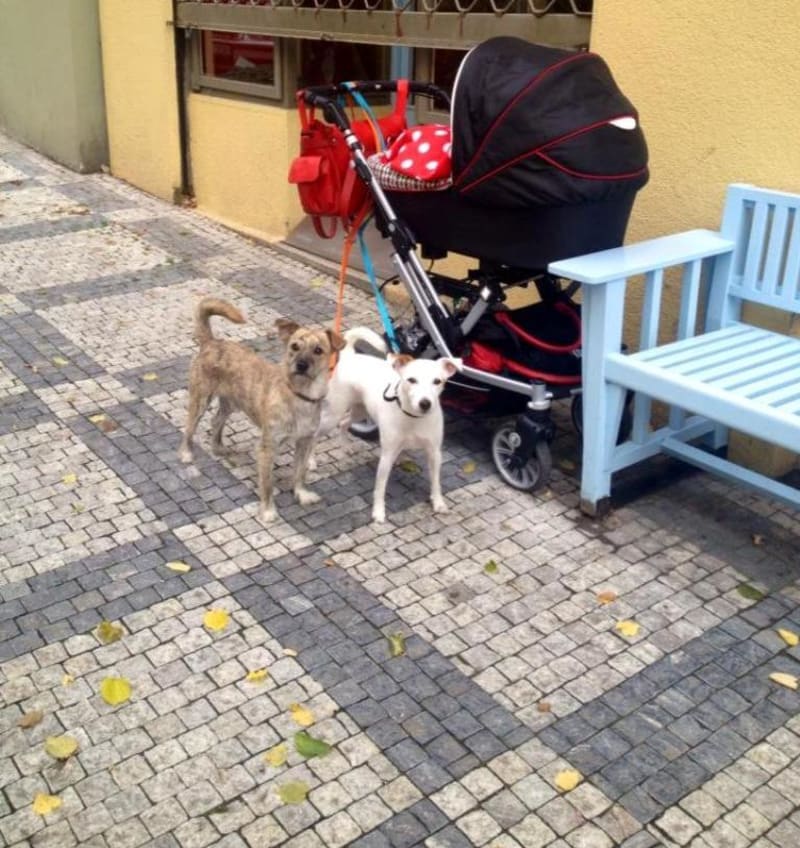Dva psí bodyguardi malé Marušky