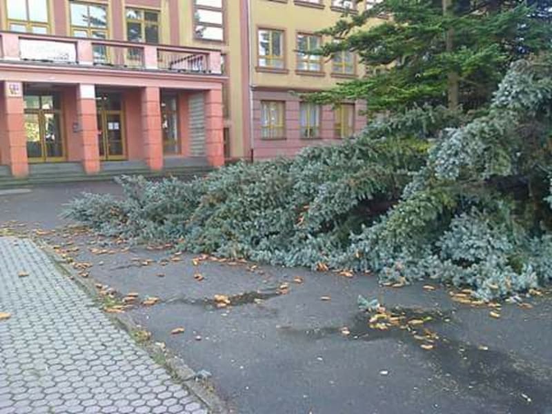 Klášterec nad Ohří - spadlý strom u gymnázia