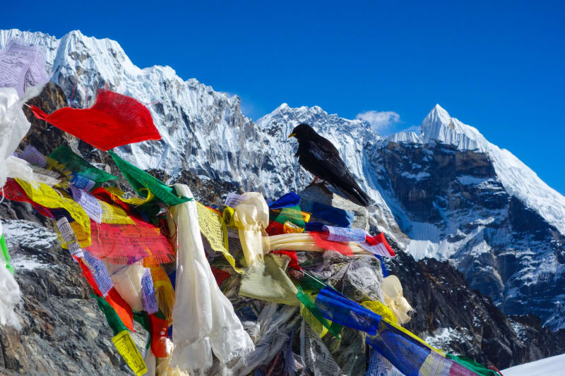 Pták sledující dění v Cho La pass. Nepál