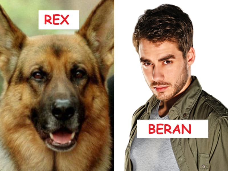 Který komisař se vám líbí více: Rex, nebo Beran?