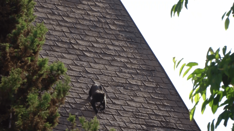 Poslední dva makakové, kteří jsou po útěku z děčínské zoo na svobodě, se pohybují v blízkosti areálu. Ošetřovatelům se je však nedaří lapit.