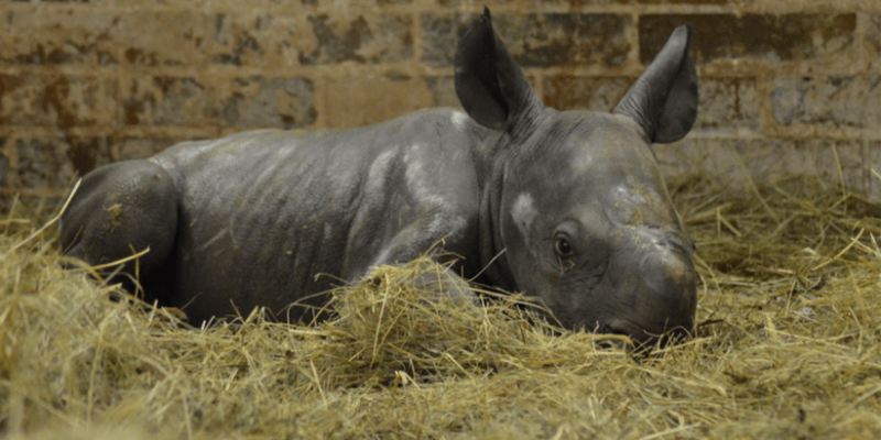 Stádo nosorožce dvourohého dvorské zoo se rozrostlo o novorozenou samičku 4