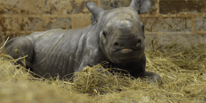 Stádo nosorožce dvourohého dvorské zoo se rozrostlo o novorozenou samičku 3