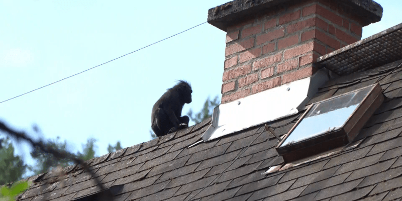Poslední dva makakové, kteří jsou po útěku z děčínské zoo na svobodě, se pohybují v blízkosti areálu. Ošetřovatelům se je však nedaří lapit.