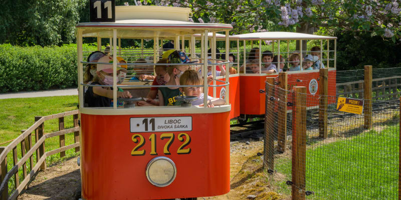 Legendární tramvajka v Zoo Praha
