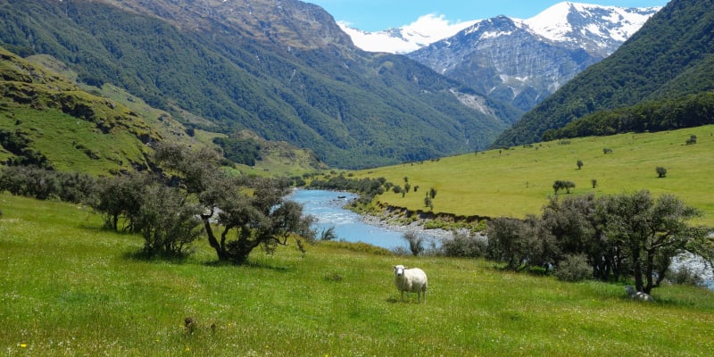 Cesta údolím byla malebná, Nový Zéland