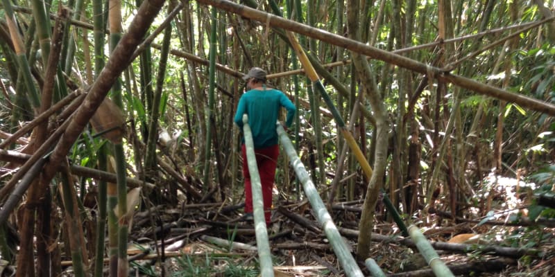 Odtáhnout takový bambus k řece není žádná hračka. NP Virachey, Kambodža