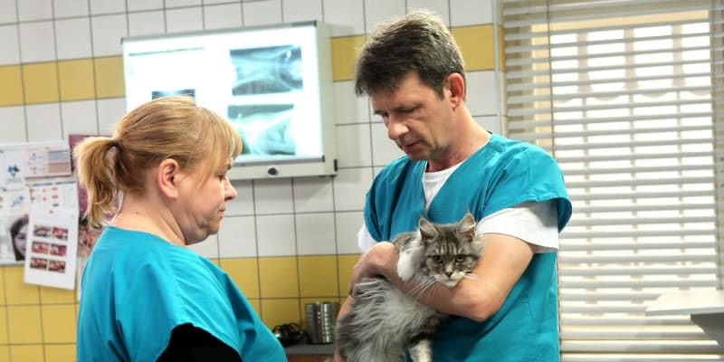 Kočičí pacient