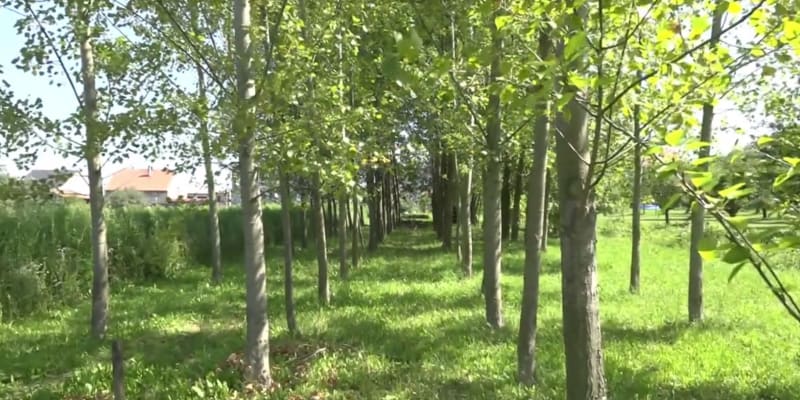 V sadě nedaleko Přerova někdo navrtal a otrávil přes 80 stromů 1