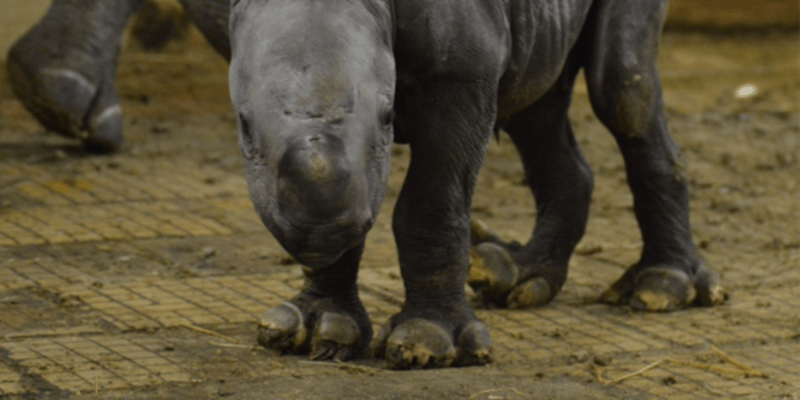 Stádo nosorožce dvourohého dvorské zoo se rozrostlo o novorozenou samičku 1