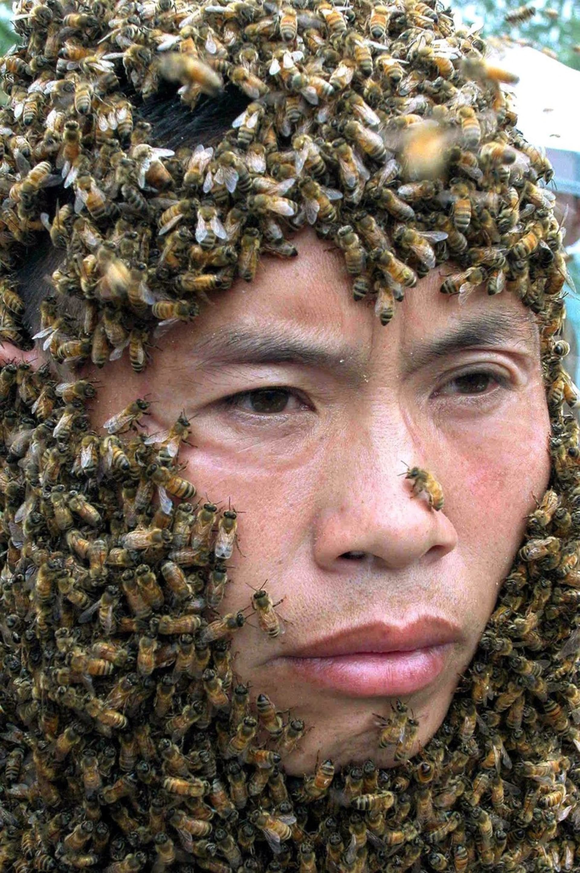 Někteří lidé jsou vůči včelímu jedu odolnější