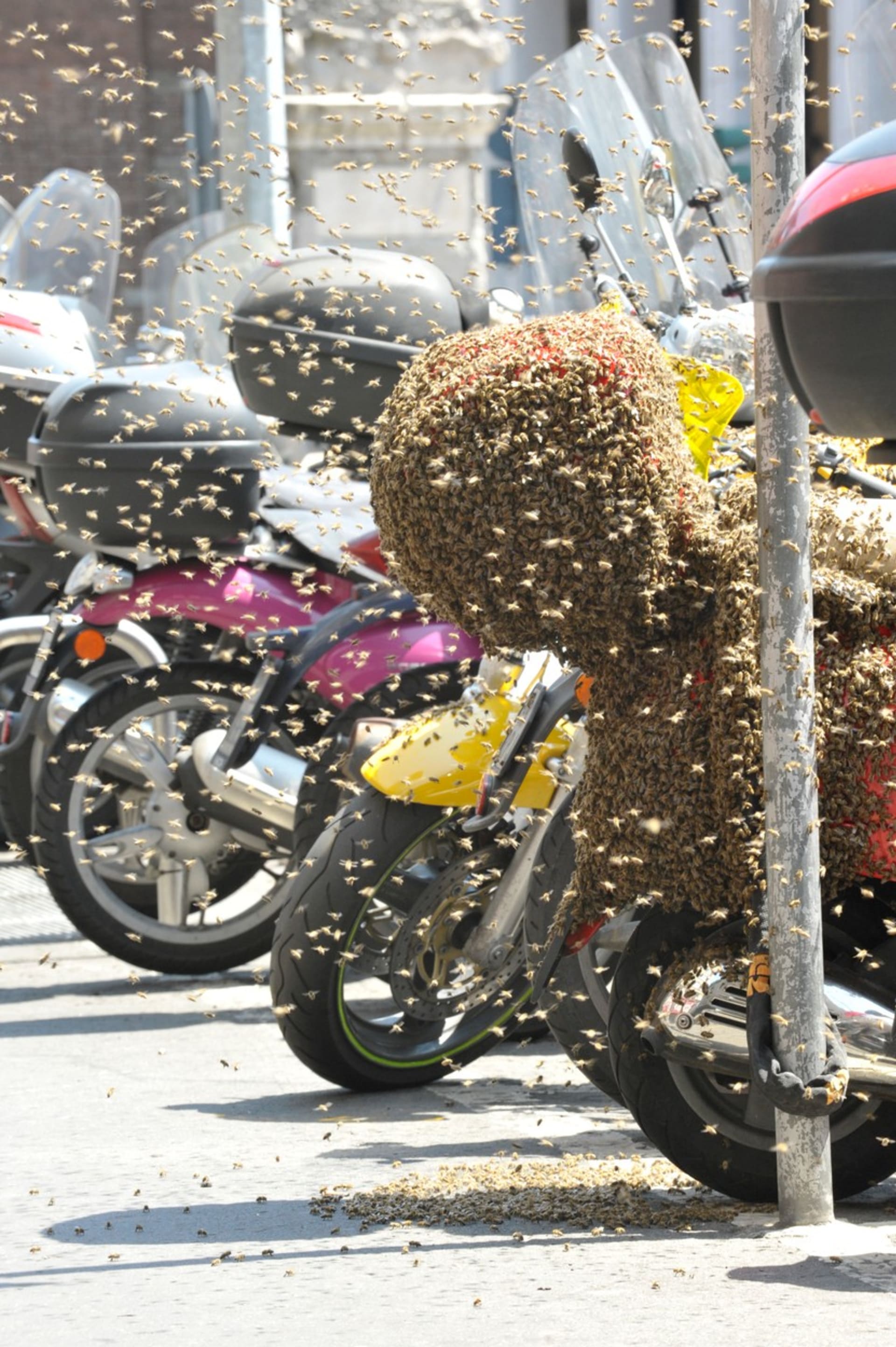 Včelí roj ohrožující kolemjdoucí v Miláně 