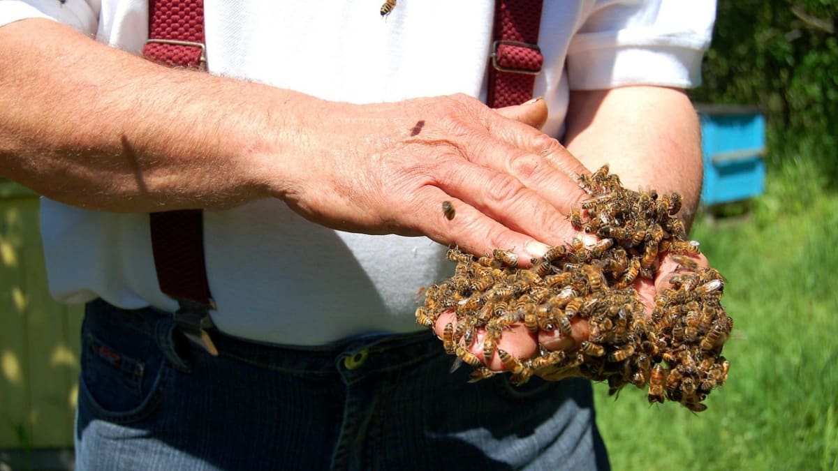 Na průvod truchlících v Indii zaútočil rozzuřený roj včel. Jeden člověk na místě zemřel, další čtyři skončili v kritickém stavu v nemocnici. (ilustrační snímek)