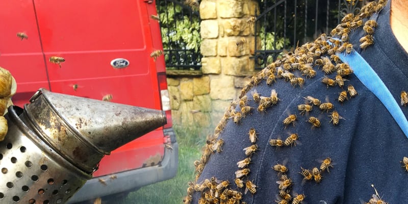 Rojící se včely