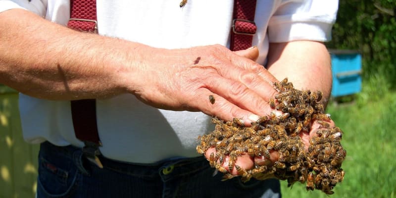Kolik včelích bodnutí musíte dostat, aby vás to ohrozilo na životě? 