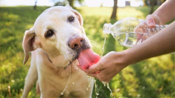 10 dobrých rad,  jak se správně starat o psa, když venku vládnou tropy