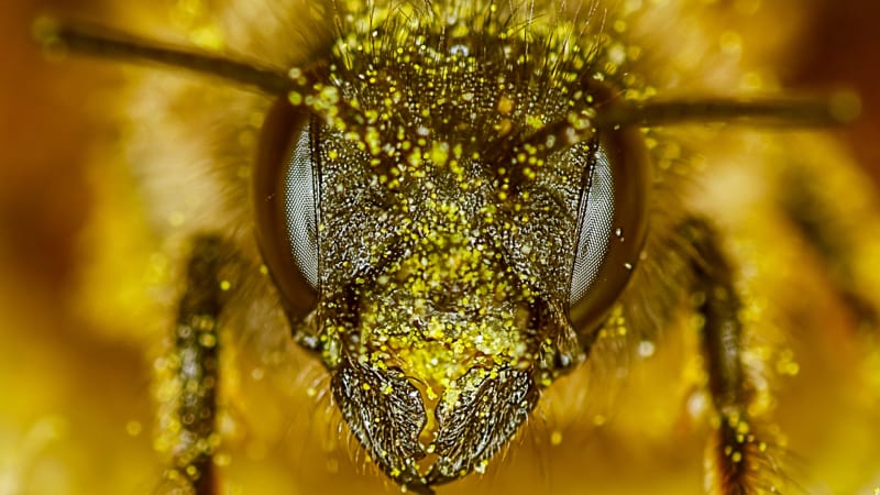 Včela může zabít i nealergického jedince