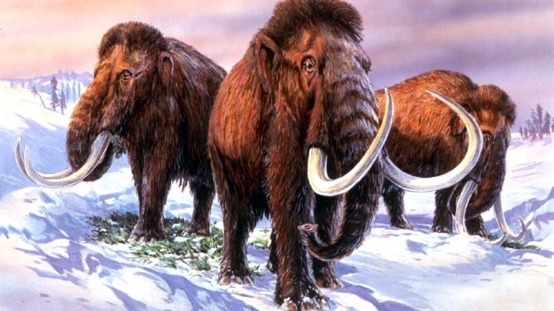 Nedaleko Moskvy našli pohřebiště 64 mamutů. Vědci odhalili původ starý 24 000 let