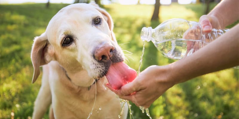 Když je nám horko, dáme si osvěžující nápoj s ledem a ochladíme se v bazénu nebo si dáme studenou sprchu. Ale co naši chlupatí psí mazlíčci? Většina psů se s teplem umí dobře vyrovnat, stačí jim hlavně dostatek chladné a čerstvé vody, důsledná ochrana před přímým sluncem a přizpůsobený denní režim.