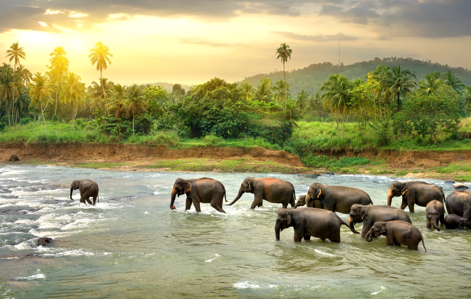 Divocí sloni na Srí Lance