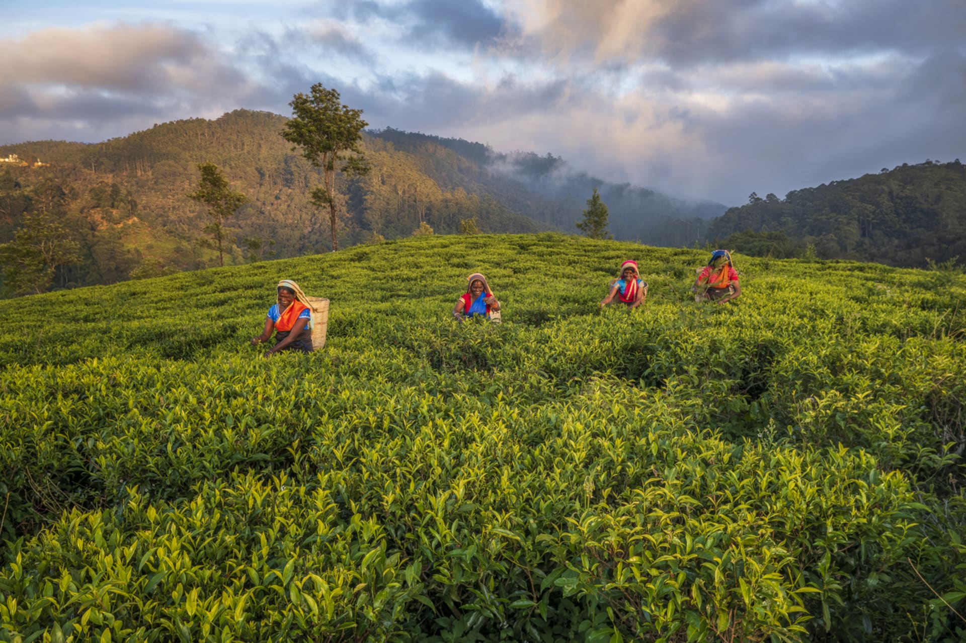 Opět tradiční řemeslo: Místní ženy se starají o čajové plantáže.