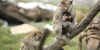 Sledovali smrt mláděte makaka v mixéru a mučení dalších. BBC odhalila globální síť sadistů