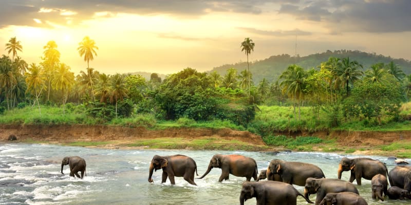 Divocí sloni na Srí Lance