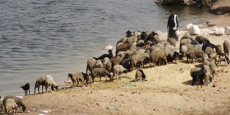 Jednou ze zemí postižených extrémními vedry je Egypt. Na snímku pastevec se svým stádem u řeky Nil