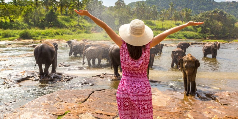 Na Srí Lance lze pozorovat slony v zajetí i v divoké přírodě.