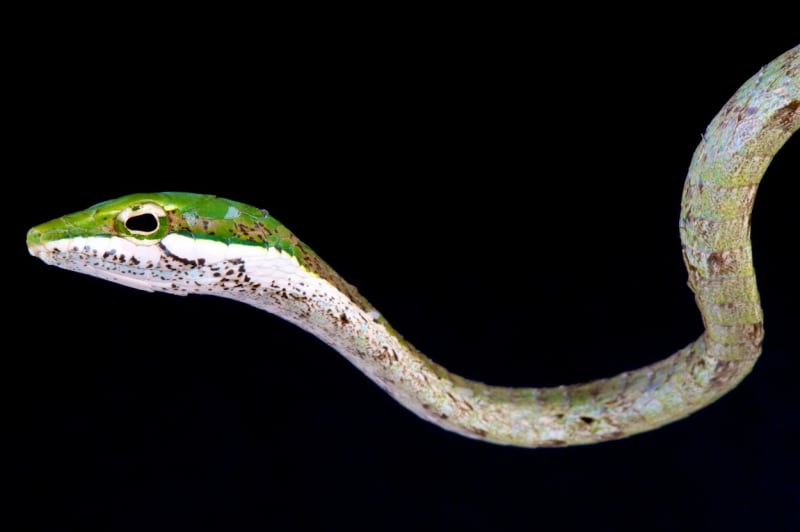 Liánovec kapský je nejtenčí had na světě