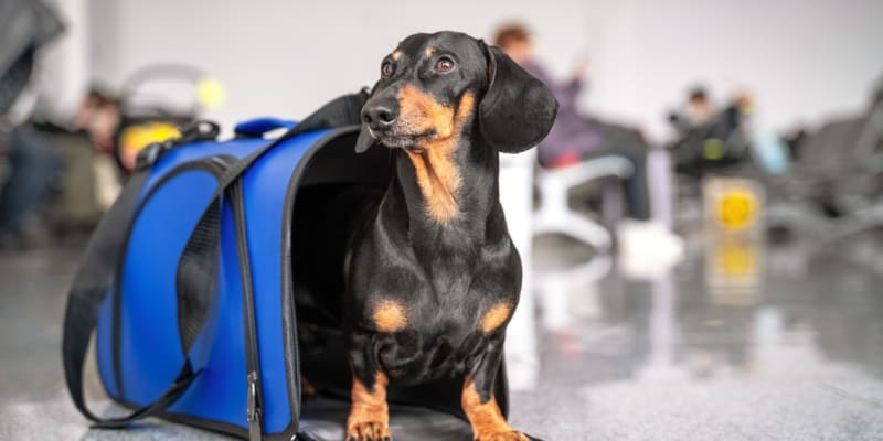 Jedete-li na dovolenou po Evropě, pes musí mít cestovní pas, který platí ve všech členských zemích EU. 