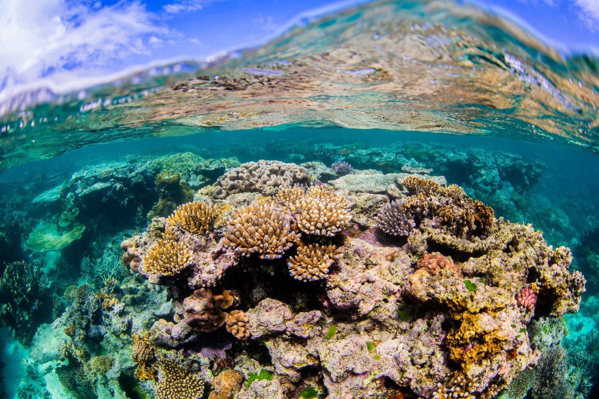 Korálové útesy mají důležitou úlohu. Slouží jako útočiště obrovského množství mořských živočichů a hrají zásadní roli v prosperování života jak v moři, tak na zemi.