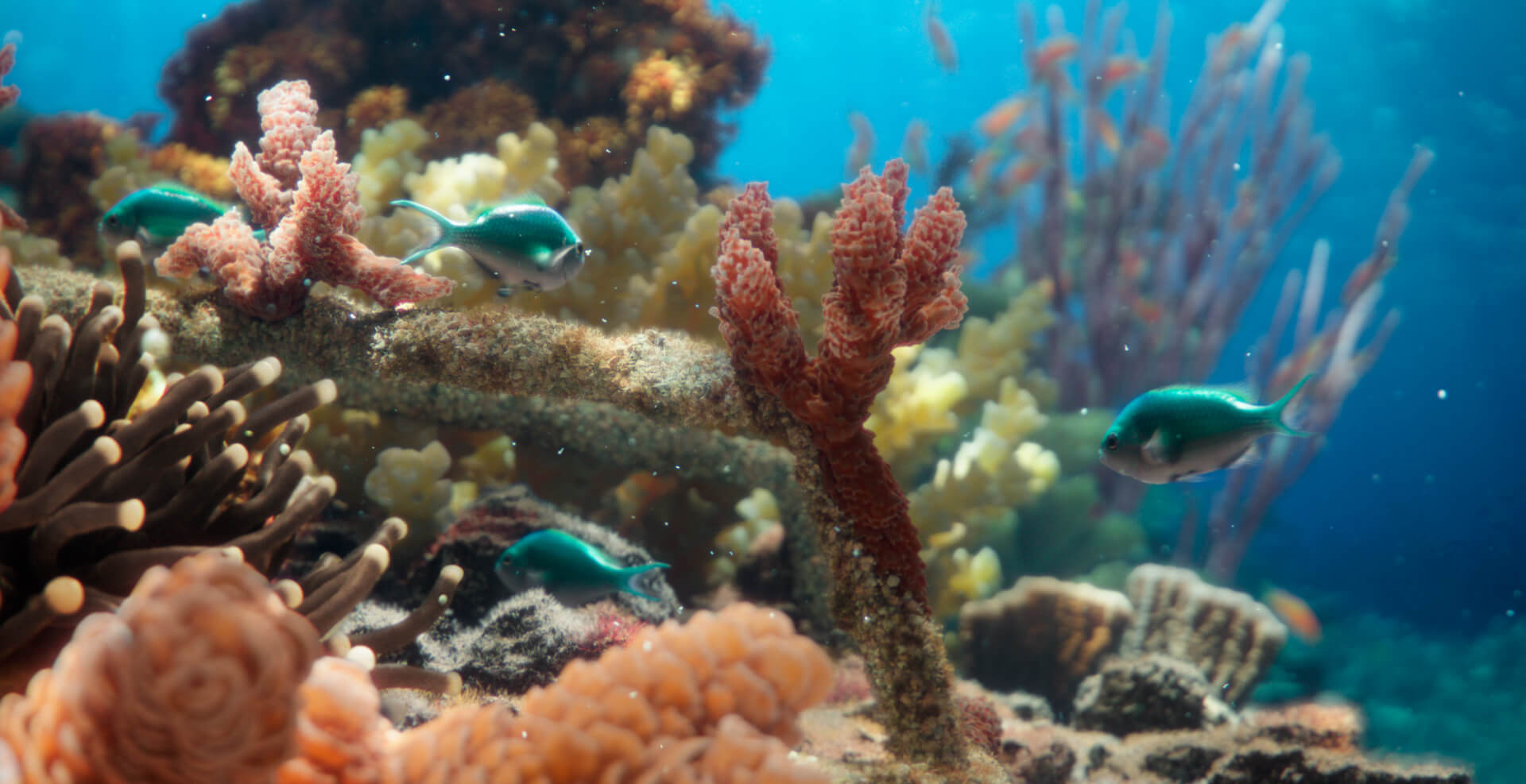 Korálové útesy slouží jako útočiště obrovského množství mořských živočichů a hrají zásadní roli v prosperování života jak v moři, tak na zemi