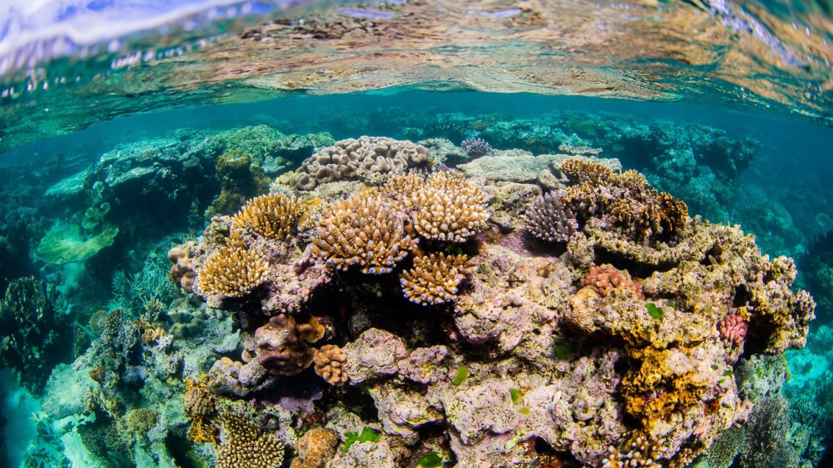 Korálové útesy mají důležitou úlohu. Slouží jako útočiště obrovského množství mořských živočichů a hrají zásadní roli v prosperování života jak v moři, tak na zemi.