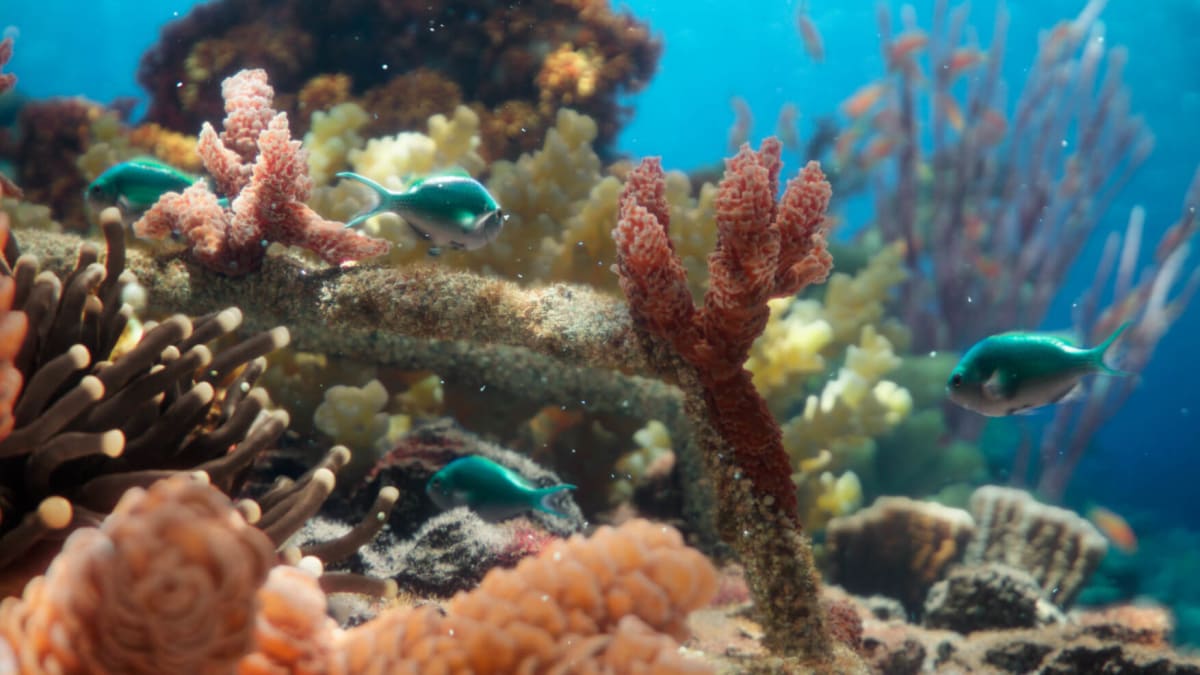 Korálové útesy slouží jako útočiště obrovského množství mořských živočichů a hrají zásadní roli v prosperování života jak v moři, tak na zemi