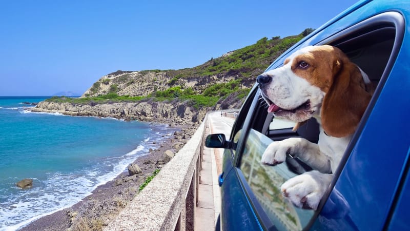 Na co si dát pozor při cestování se psem na dovolenou do zahraničí