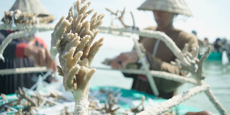 Nekupujte si korálové suvenýry 