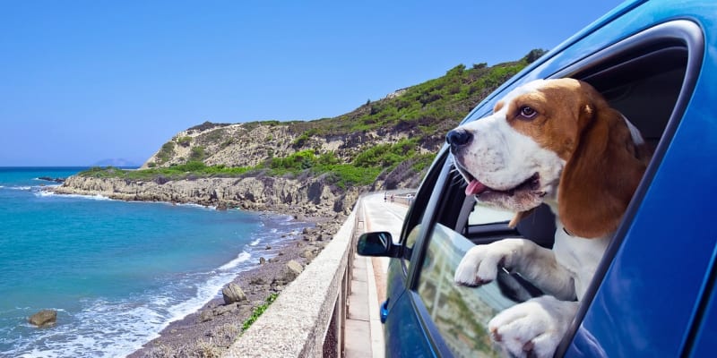 Cestování se psem na dovolenou do zahraničí může být náročné nejen pro samotné zvířátko, ale i pro jeho páníčka. Před cestou se proto vyplatí dobře se připravit a nic nepodcenit, včetně výběru destinace.