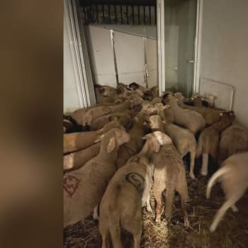 Ilegální trh s ovcemi ve Francii během muslimského svátku