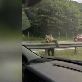 Řidič na Slovensku se srazil s medvědem. Krvácející zvíře uteklo zpět do lesa.