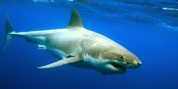 Žraloci míjejí plavce jen o metry a lidé nic netuší. Záběry z dronů překvapily i vědce
