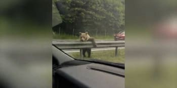 Drsná srážka auta s medvědem: Krvácející zvíře na záběrech uteklo do lesa, chtějí ho zastřelit