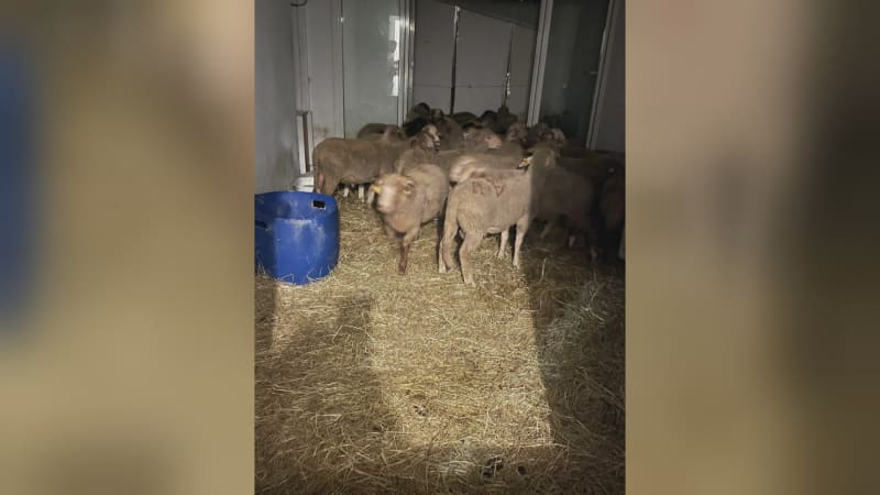 Ilegální trh s ovcemi ve Francii během muslimského svátku
