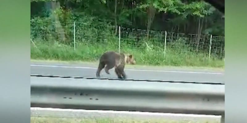 Řidič na Slovensku se srazil s medvědem. Krvácející zvíře uteklo zpět do lesa.