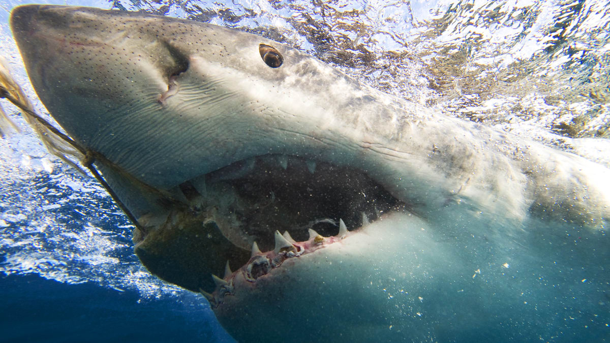 Podle odborníků zaútočí žralok spíše na osamoceného člověka (ilustrační foto).