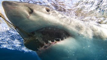 Žraloci na Jadranu? Žádný problém, ve Středomoří jich žije 47 druhů