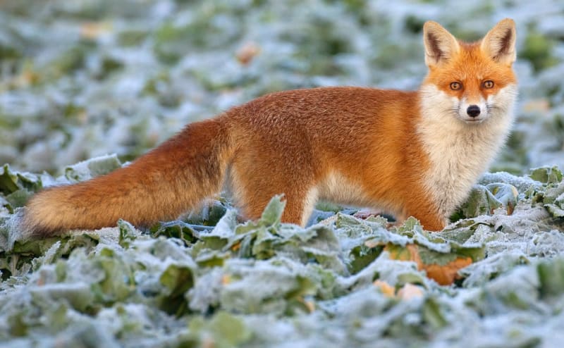 Tělo lišky je i s oháňkou dlouhé 100 cm